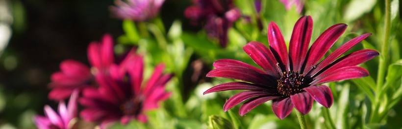 Blumen