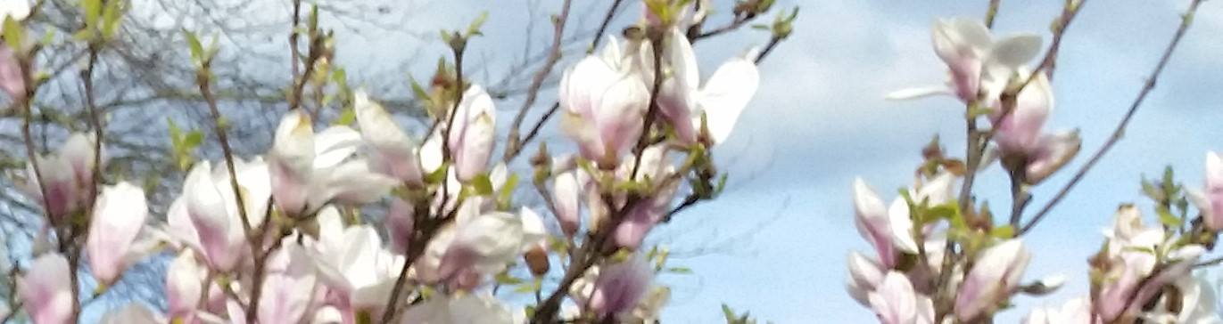 Blumen